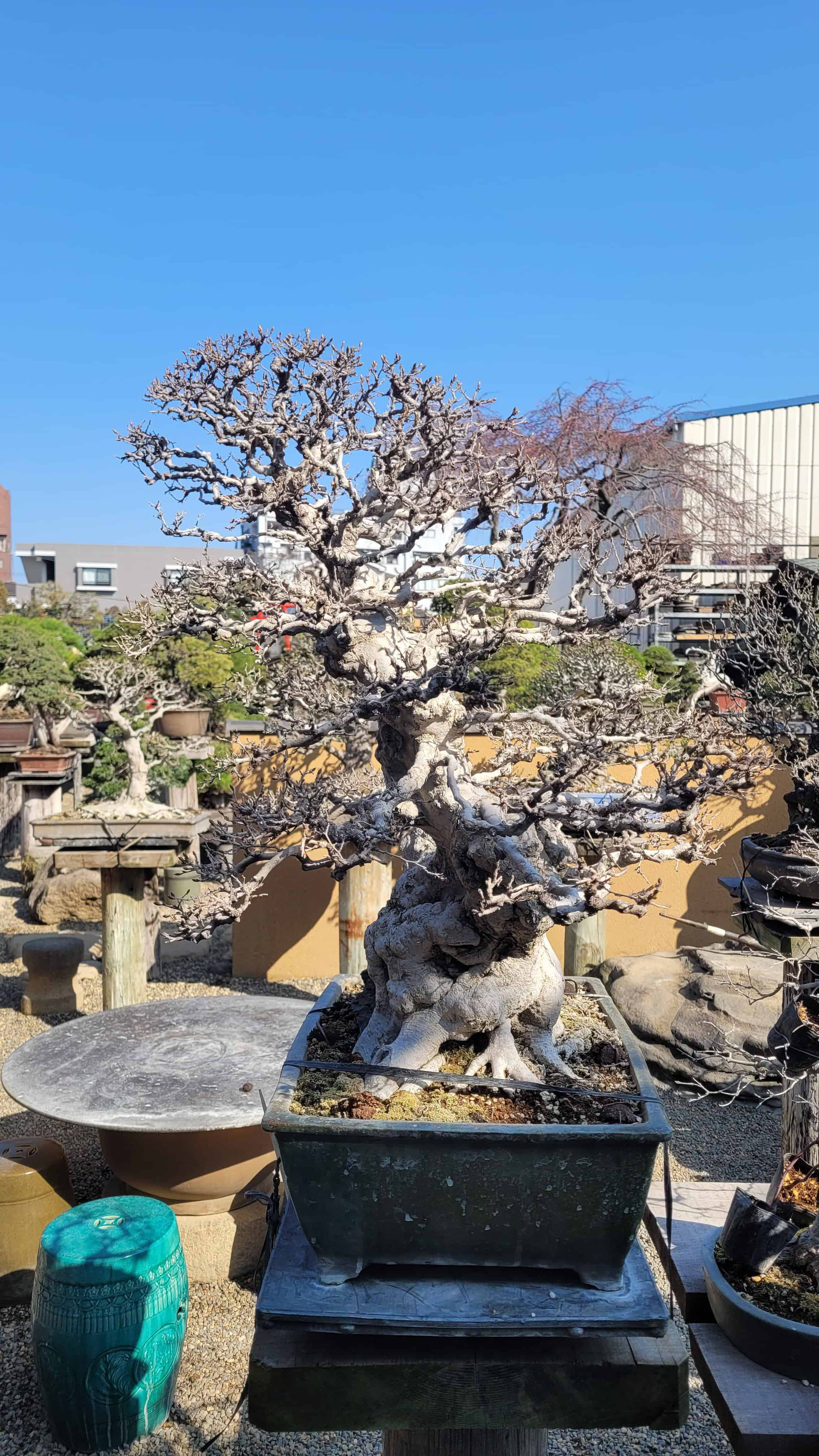 A maple bonsai tree from kobayashi in Japan